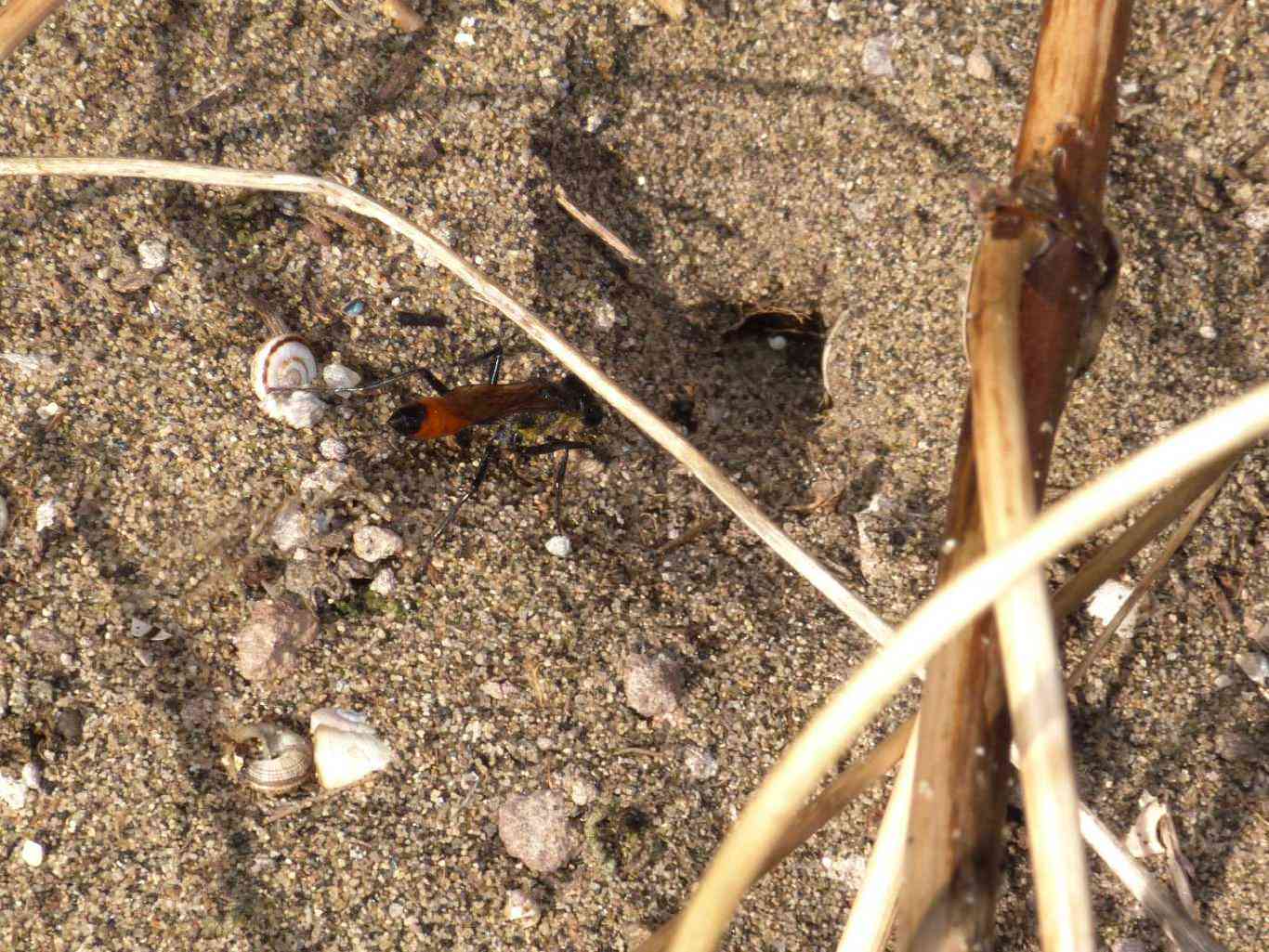 Ammophila: comportamento strano